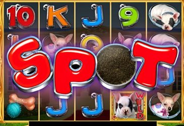 Spot